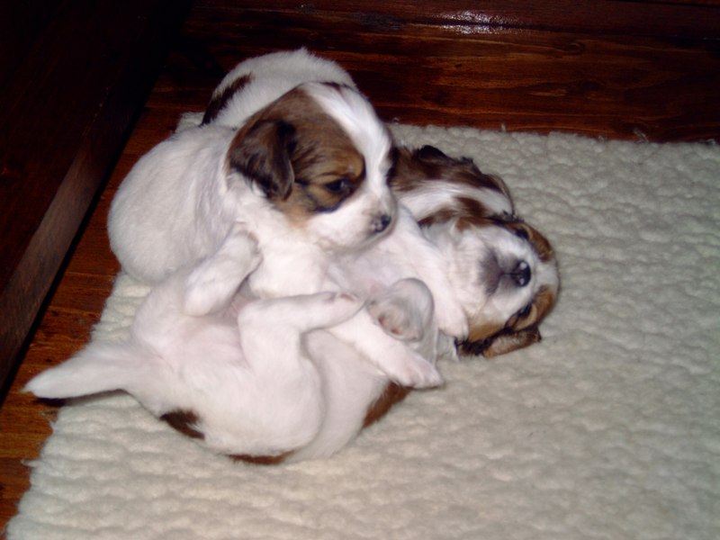 Puppies